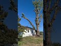 Swinging A 7000lb Log Over A House 20 000lb Line Treewhisperer Trees Treeservice