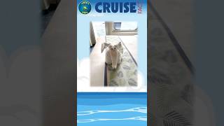CRUISE FACT: Towel Animals