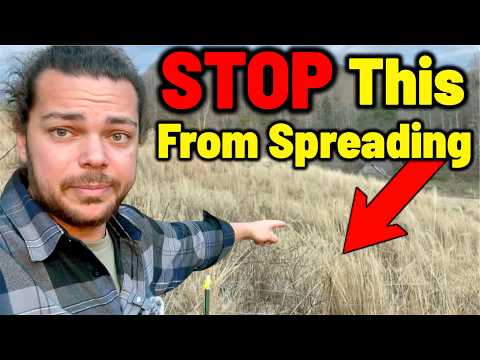 Eradicate Invasive Plants: Property Removal Q&A