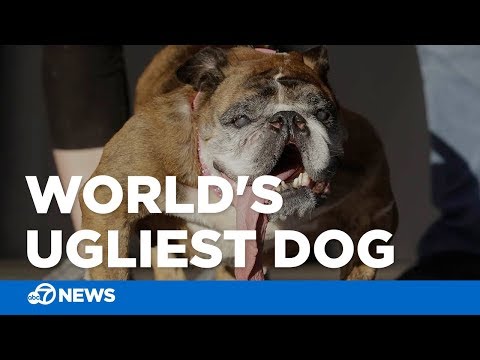 download lagu mp3 mp4 Ugly English Bulldog Photos, download lagu Ugly English Bulldog Photos gratis, unduh video klip Ugly English Bulldog Photos