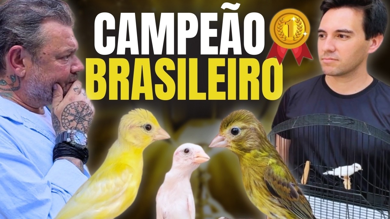 THE CANARY THAT CONQUERED BRAZIL: A CHAMPIONSHIP STORY!