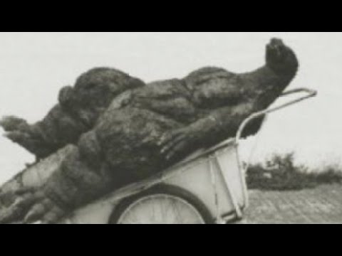Godzilla Had A Stroke Reading It