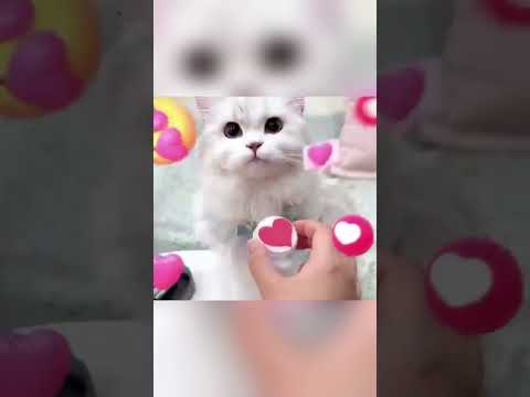 🐱 बिल्ली हर दिन बोतल के ढक्कन क्यों छिपाती थी? सच जानकर आप मुस्कुरा देंगे! ❤️