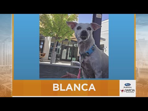 New Mexico Living Pet Pics October 15, 2025 - YouTube
