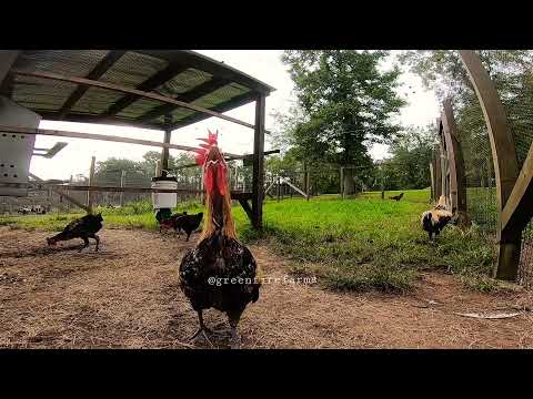 Denizli Longcrower at Greenfire Farms