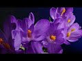 Roger Shah Ambedo Flowers Dreamstate Live Edit