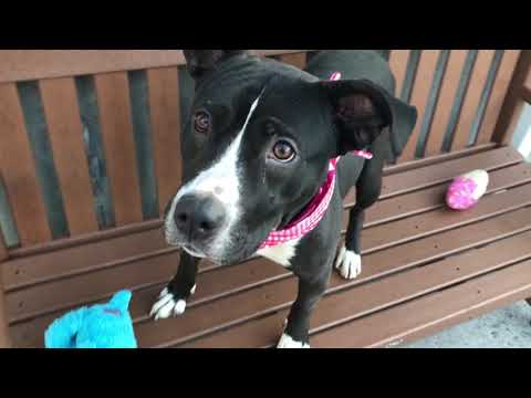 Wonderful Wilhelmina 19473