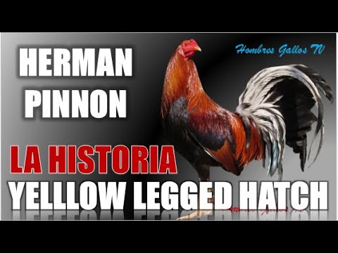 Pinnon Hatch Gamefarm