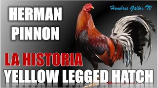 Breed History of Yellow Legged Hatch - Legacy Breeder Herman Pinnon