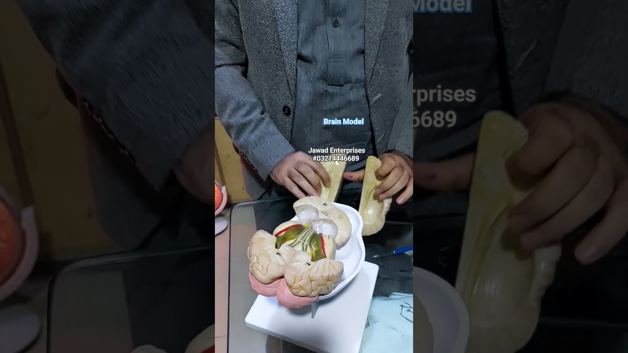 Brain Model #medical #science #biology #scientific #anatomy #neuroscience #university #skills #lab