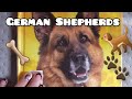 Kids Books | German Shepards by Chris Bowman (Read Aloud) #kidsbooks #readaloud #dogbooks
