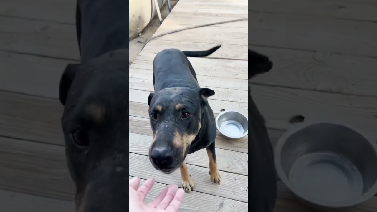 Enlarge SCOOBY, a ADOPTABLE mixed breed in Sherman Oaks, CA video 5/6
