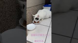 地域猫の白猫のご飯タイムです。