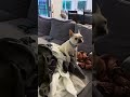 Frenchie chaos: when laundry meets a playful pup #frenchie #frenchbulldog