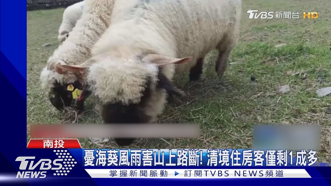 憂海葵風雨害山上路斷! 清境住房客僅剩1成多