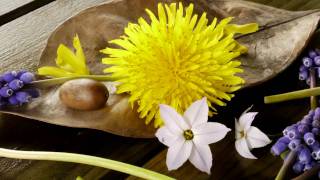 Blossom Dearie - Winchester In Apple Blossom Time -