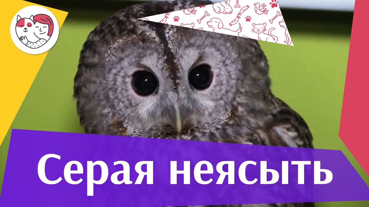 Обыкновеная серая неясыть на ilikepet