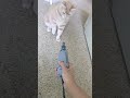 Cream Tabby Cat Curious About Drill Tools Catvideos