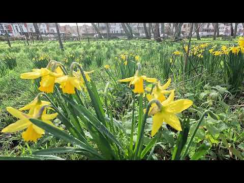 Daffodils in Bloom at La Potinière Park | 4K 🏵 De Haan | Belgium 🌼