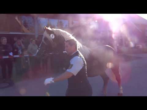 Falkenhorst - Schwarzwälder Kaltblut Körung Sankt Märgen 2019