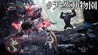 [MHW:I実況-盾斧] 各種縛りでふらっと歴戦ジンオウガ亜種 チャージアックスソロ