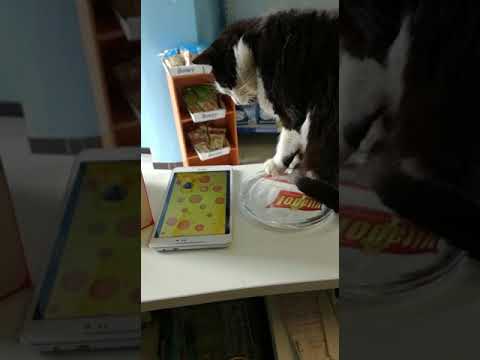 Gatta Giuliana alle prese con la tecnologia😂🐈