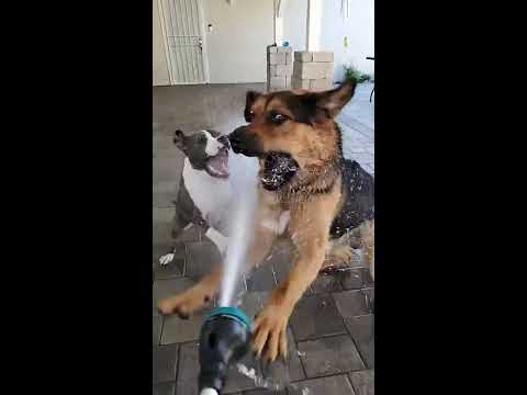 Drôles de chiens 🤣