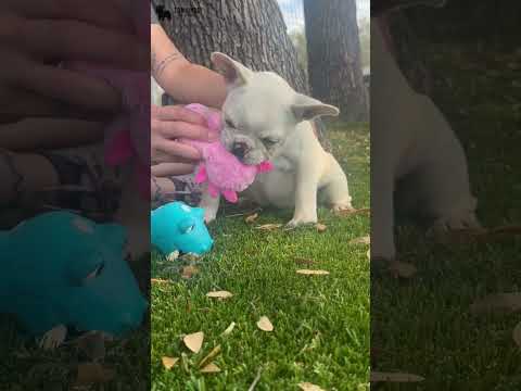 Video 3