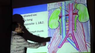 24) Dr. Sherif Zaky 29-03-2014 [ Gonadal Artery IVC Diaphragm ]