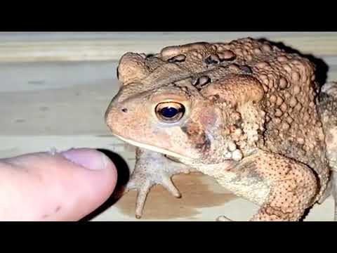 Sad frog.mp4