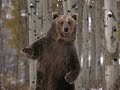 Нейромонах Феофан Пляски с медведем неофициальный клип 