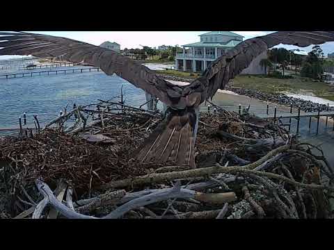 Osprey chick feeding - day 8 (4-25-18)