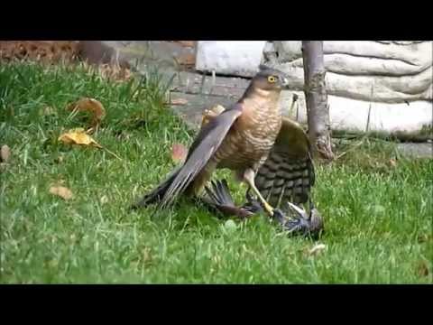 sparrowhawk graphically killing a starling. Close up footage.