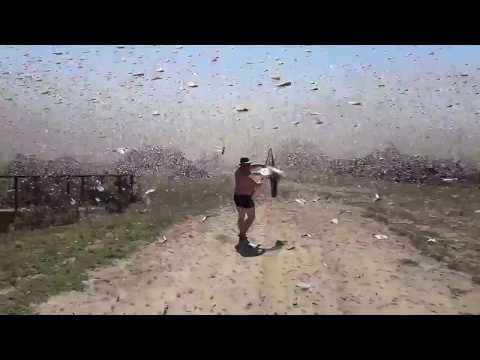 invasione di cavallette in russia