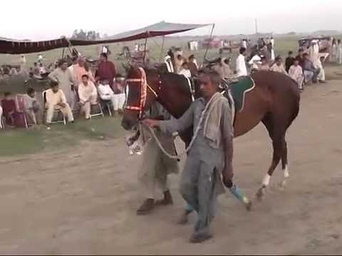 Horse Race Challay Sharif 2015 Part 2 Ch Habib Ullah | Challay Sharif, Gujrat Punjab Pakistan