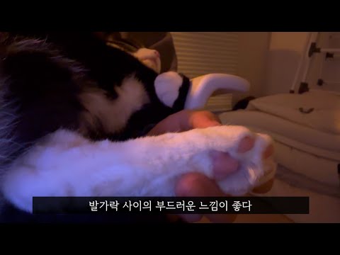 집사 무릎에서 코 고는 고양이