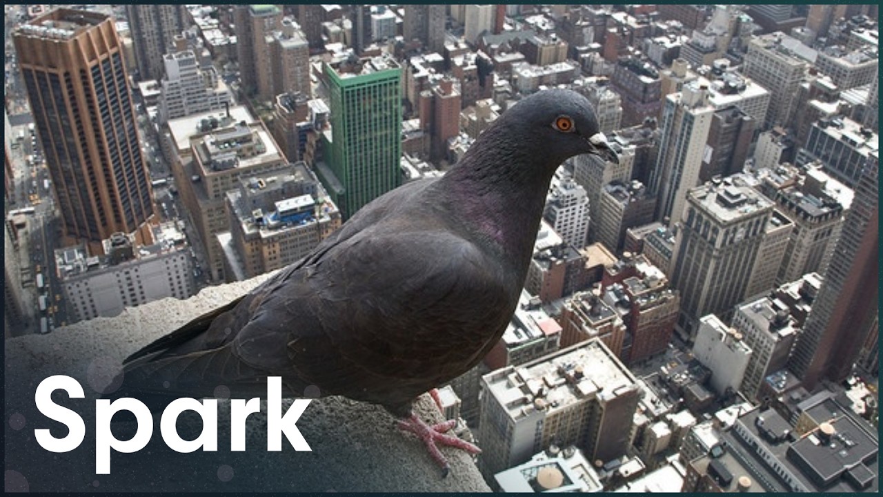 How Nature Adapts To Urban Expansion