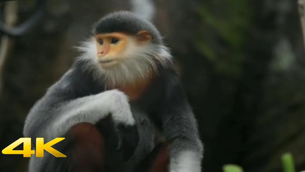 Monkey footage/Monkey video