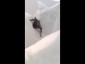 Found A Bat In My Car