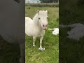 Horse Giving Birth Shorts