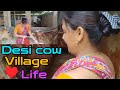 Desi Village Cow Bath Irth Routine L Real Rura Life Mylife Villagemystery