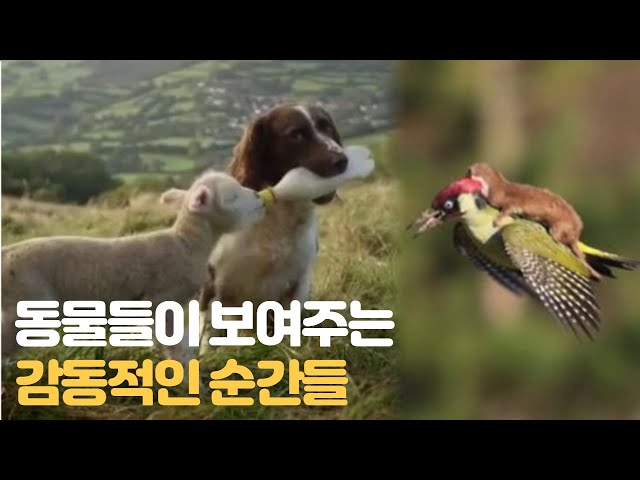 Videouttalande av 동물의 왕국 Koreanska