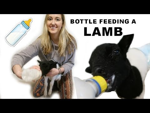 HOW TO BOTTLE FEED A LAMB (THE CORRECT WAY)