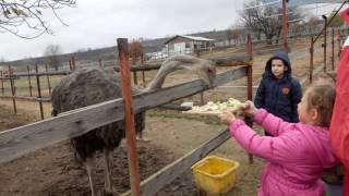 Екскурзия с щрауси