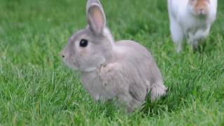 Matt Pond PA — Rabbit (Official Video)