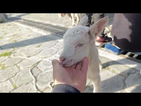 En la feria de animales de otavalo #entretenimiento #feriadeanimales #imbabura 