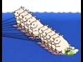 Sesame Street 10 Water Skiing Hippos Missing One