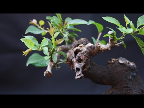 Totholz am Bonsai Teil 1