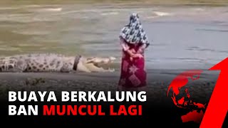 Download lagu Buaya Berkalung Ban di Palu, Petugas BKSDA Terus lakukan Pemantauan mp3 Download lagu Buaya Berkalung Ban di Palu, Petugas BKSDA Terus lakukan Pemantauan mp3