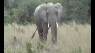 preview picture of video 'Photographing elephants'